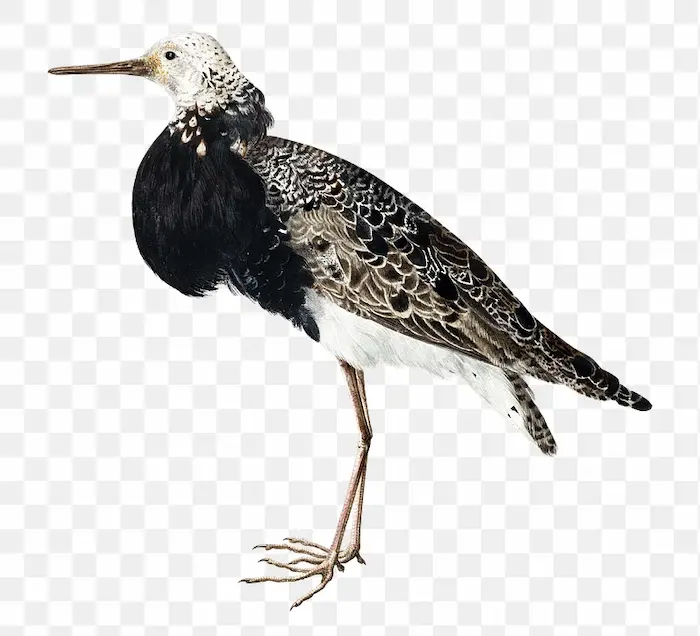 full body of a female ruff