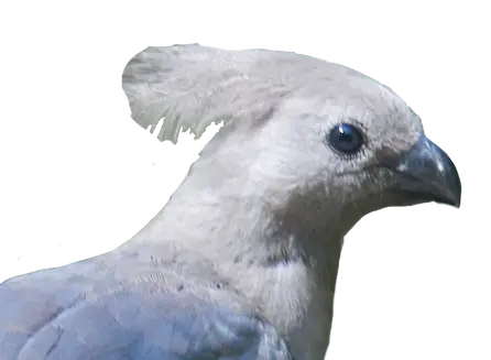 head of a grey go-away bird