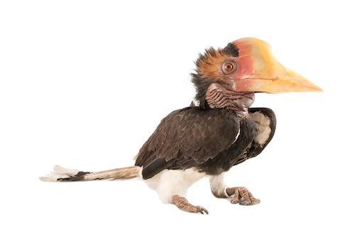 a helmeted hornbill