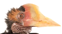 head of a helmeted hornbill
