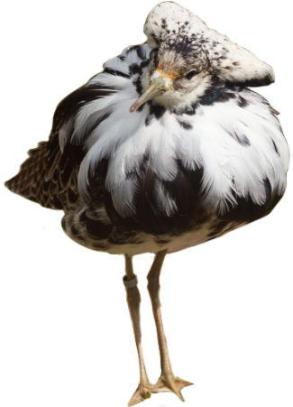 full body of a male ruff