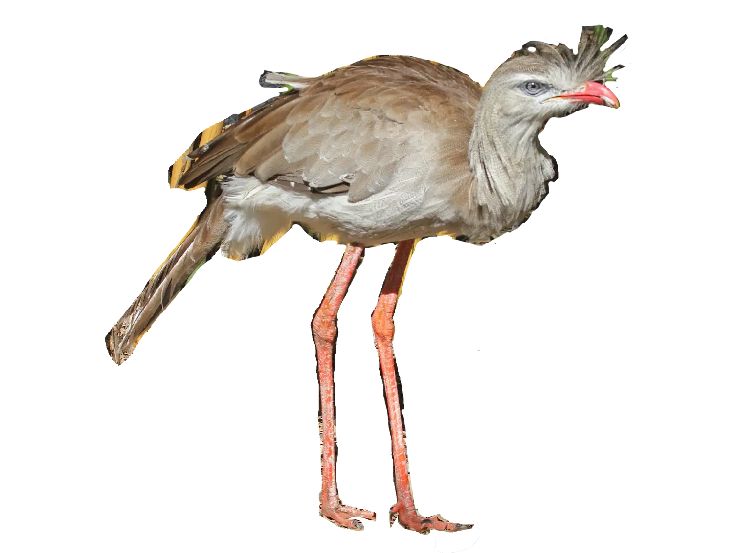 full body of a red legged seriema