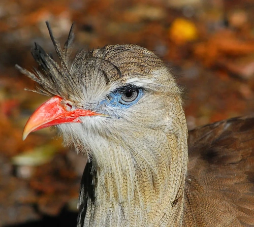 head of a red-legged seriema
